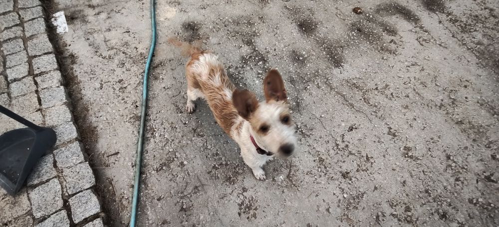 Milou disponível para adoção