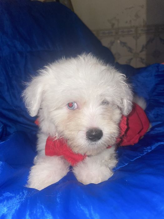 Bichon maltes super top femea olhos azuis