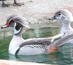 Patos mandarins, carolinos,