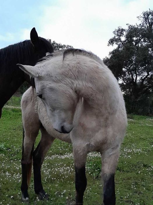 Poldro cruzado de 4 anos, filho de pai lusitano