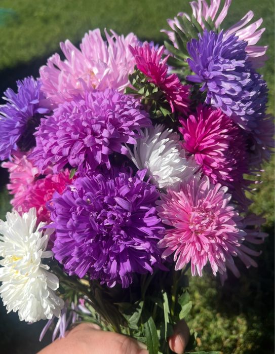 Насіння айстр  пропоную