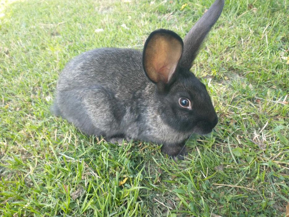 Sprzedam króliki młode