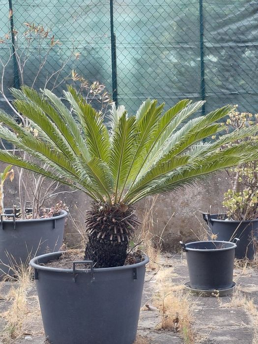 Palmeira Cica (Cycas Revoluta) Grande c/ Vaso – 1,15 m