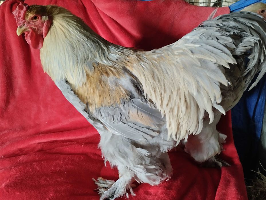 Aves importadas  Brahmas/ Malines/ Sulmtaler/ Músico Kosovo