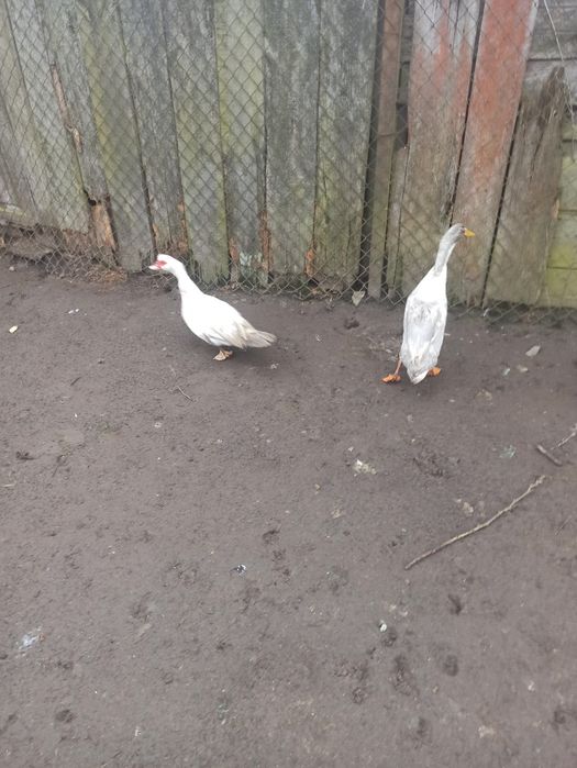 Witam sprzedam biegusy