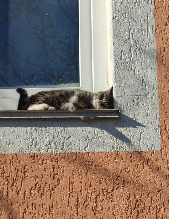 Віддам кошеня в добрі руки!