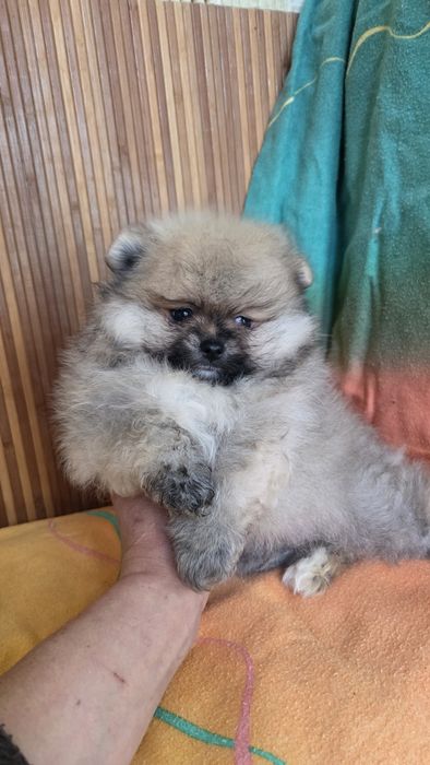 Померанский шпиц мишка