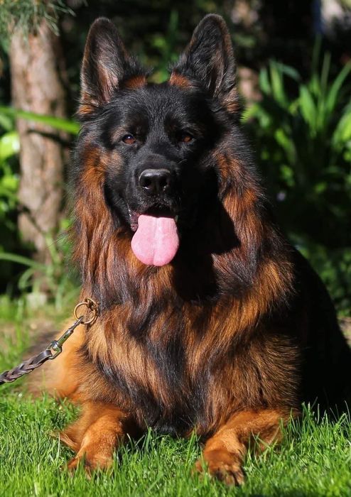 Owczarek Niemiecki Długowłosy ZKwP / FCI szczenię