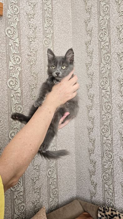 Кошенята в добрі руки