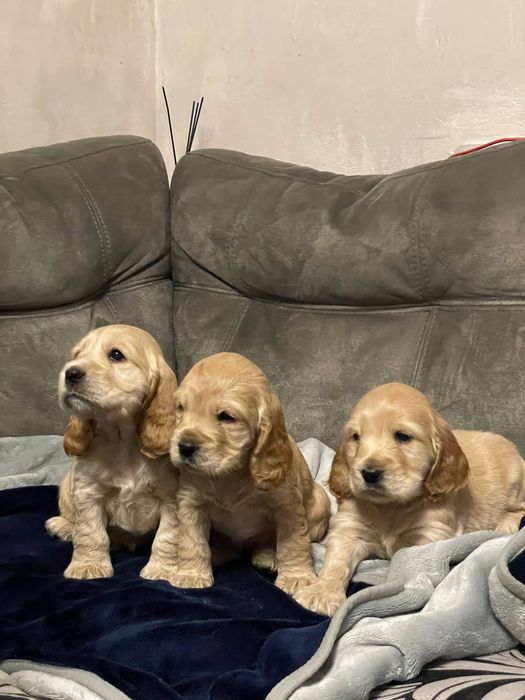 Продам Цуцики Спаніель