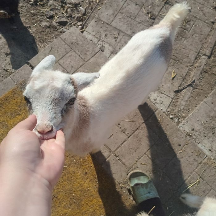 Козлик,15 числа було місяць.