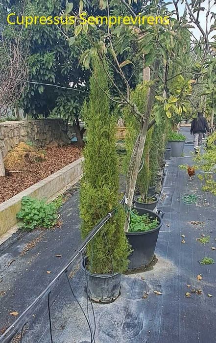 CIPRESTE (Cupressus sempervirens)