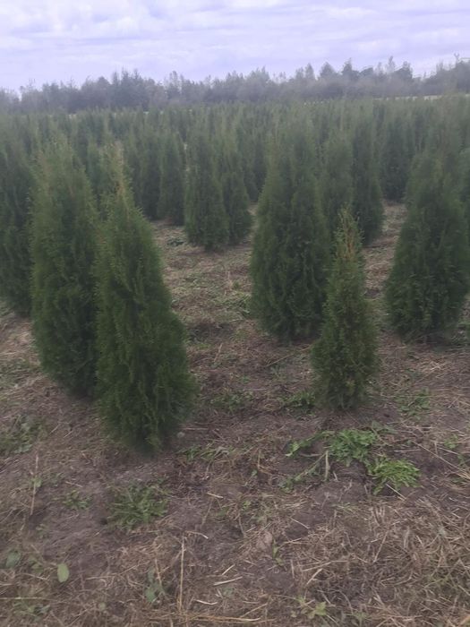 Туя. Туї. Смарагд. від 1-5 м. Доставка. Від виробника. Гурт. Якість