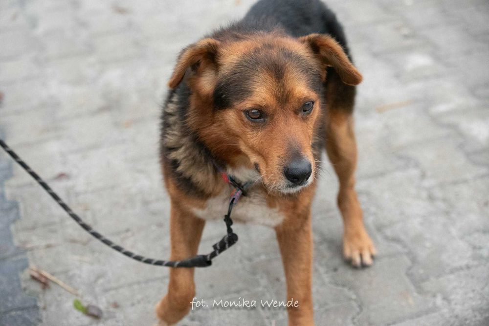 Miciu nie prosi o wiele… tylko o dom i miłość