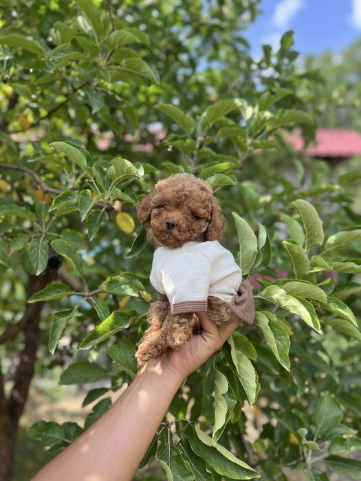 Мальтипу крохи мини