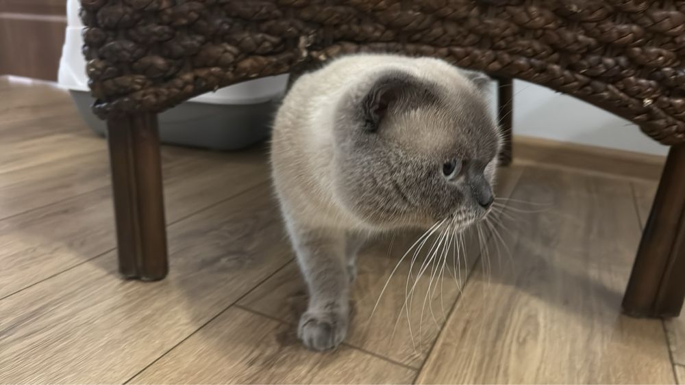 Шотланські кошенята