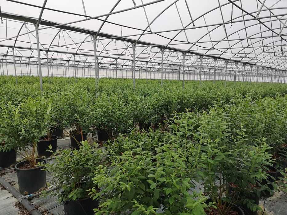 Propriedade em regadio 20 hectares para arrendar / Alugar