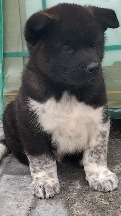 Американські Акіти