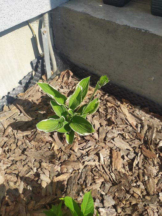 Trawa ozdobna turzyca ,hosta,funkie, milin