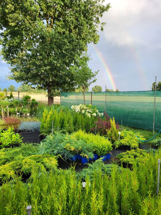 Katalpa, surmia, katalpy, drzewka ozdobne PROMOCJA