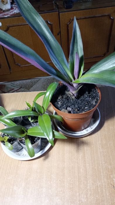 Продаю традисканцию покрывальчатую.