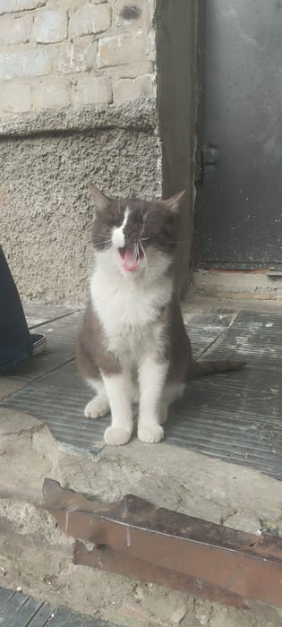Безкоштовно котик