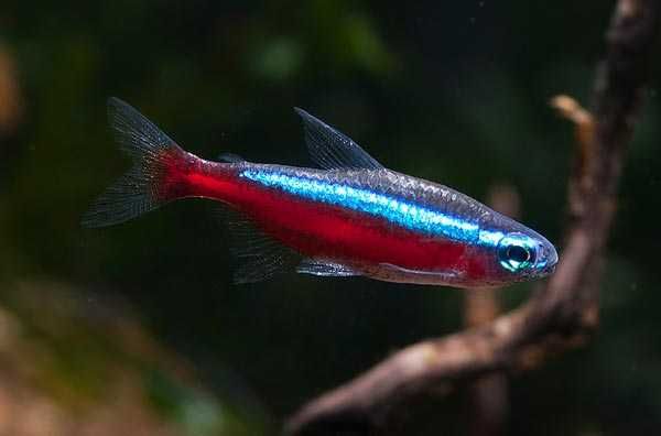 GB Neon Czerwony, Neon RED | Pakiet 50+ szt. - dowóz ryb!