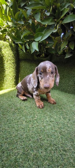 Teckel choco Merle 2 meses