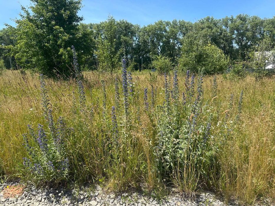 Продам ділянку-7 сот в Бохониках