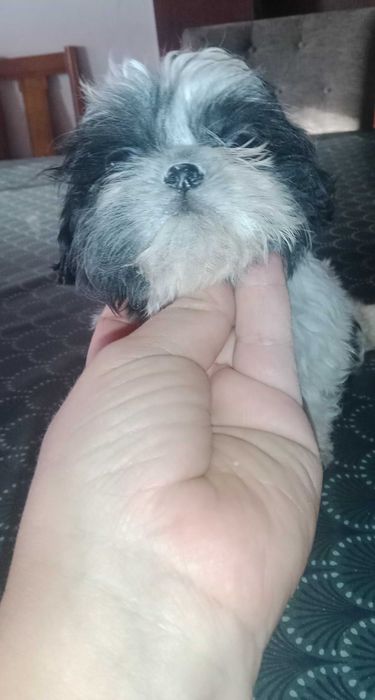 shih-tzu fêmea com LOP (pedigree)