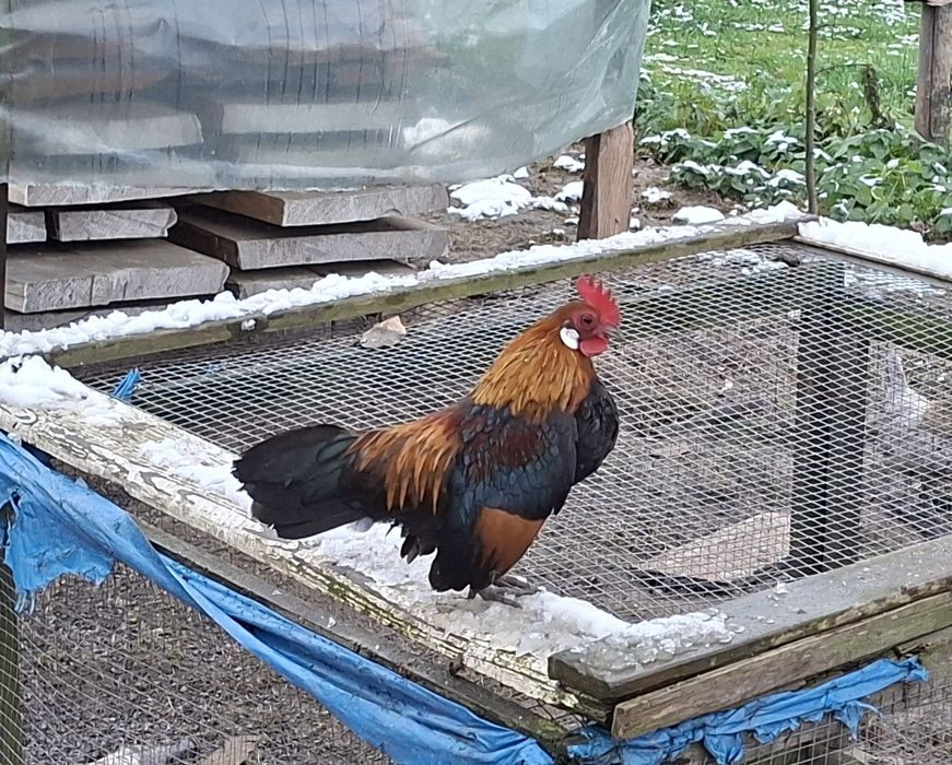 Kogutki karzełka holenderskiego