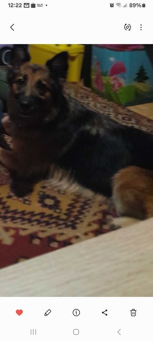 Oddam pieska owczarek niemiecki