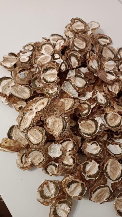 Гриб веселка сушений