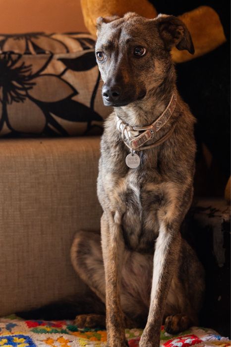 Собака врятована з херсона