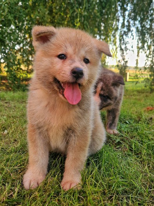 Cudowny chłopiec Akita INU