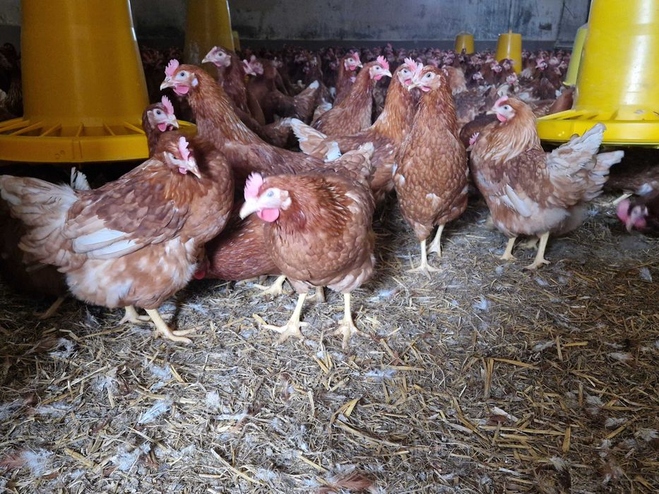 Kury nioski Tetra brązowa odchowana