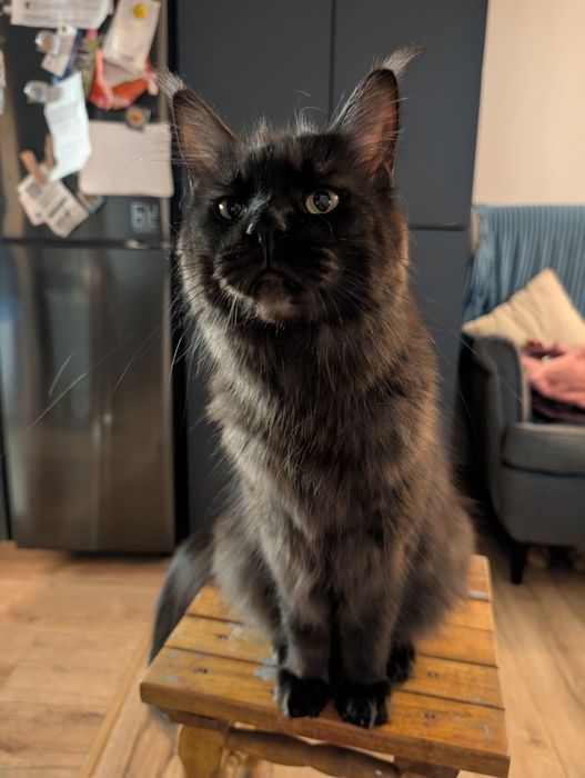 Maine Coon Bruno i Borys rodowód