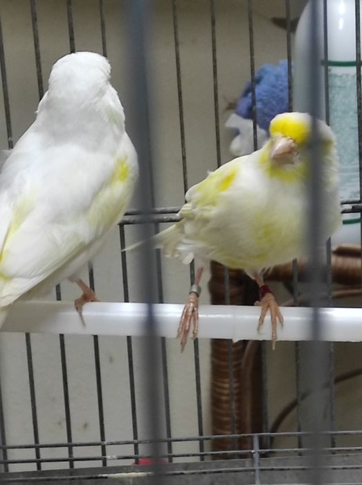 Vendo Mosaicos Amarelos amarelos 2024/25