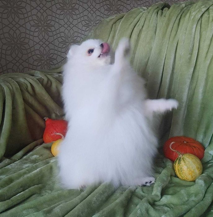 Супер пухнаста дівчинка пом. грайливий тінейджер, доросла вага до2,5кг