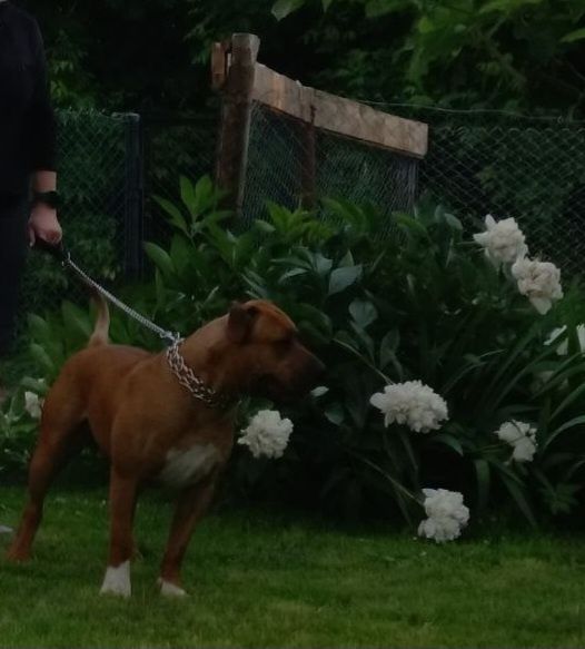 Продам собаку,в зв'язку з переїздом.