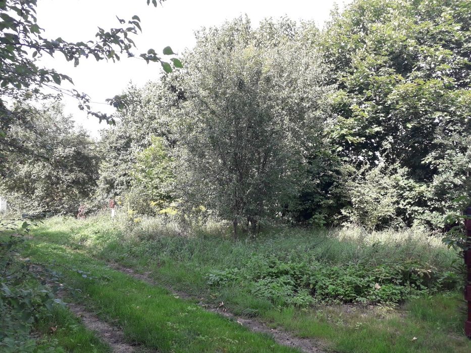 Mielno działka 1500 m² z W.Z - Widok 6