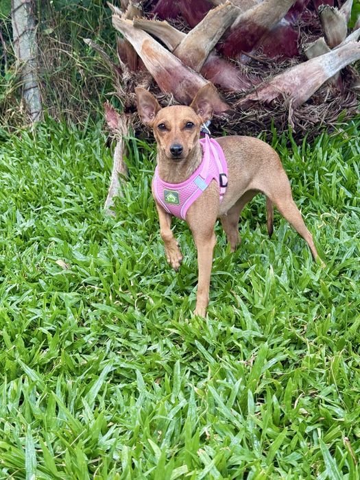 Bebés porte pequeno (xPinscher)