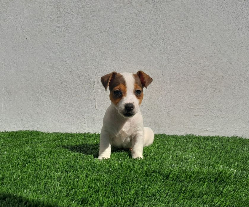 Jack Russell Terrier  "LOP"