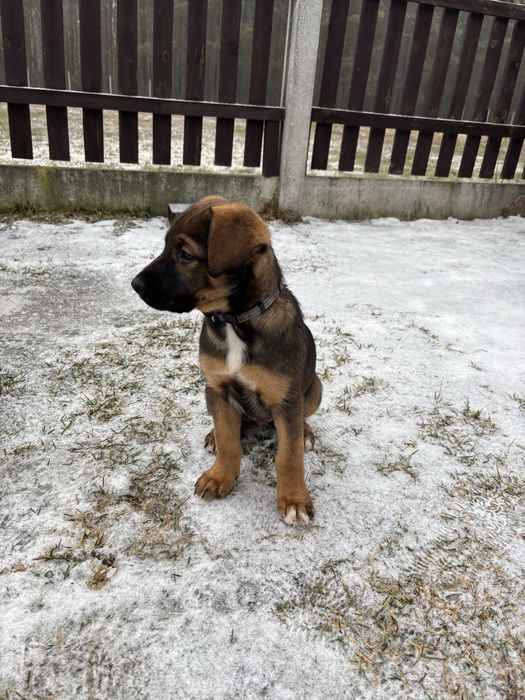 REZERWACJA Mały piesek szuka domu