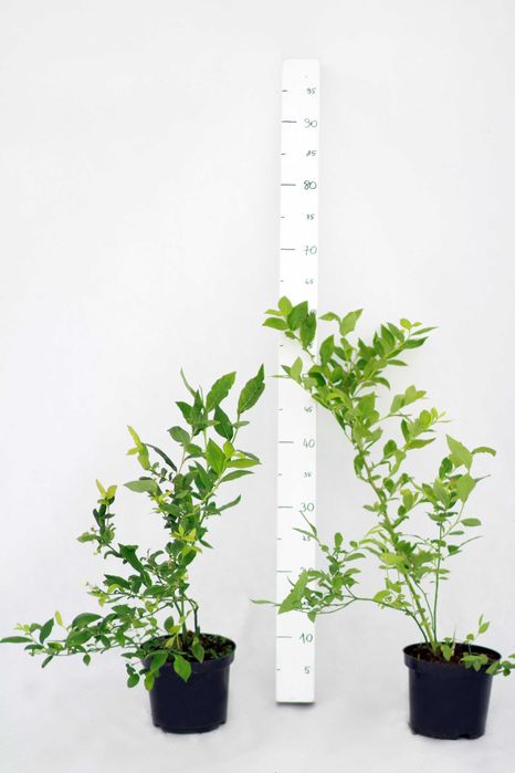 Sadzonki borówki amerykańskiej C1,5 | DRAPER CALYPSO | certyfikat CAC