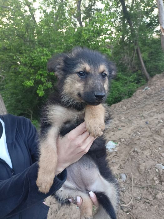 Щенята  3 місяці безкоштовно