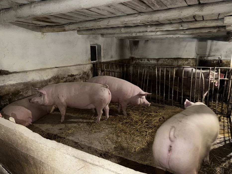 Продам молоді свині