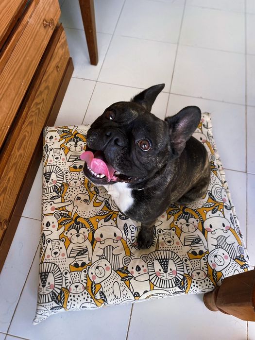 Pet Sitting • Cuidado com seu pet