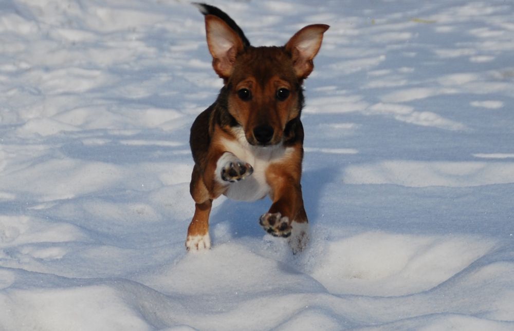 Mała Tola szuka domu
