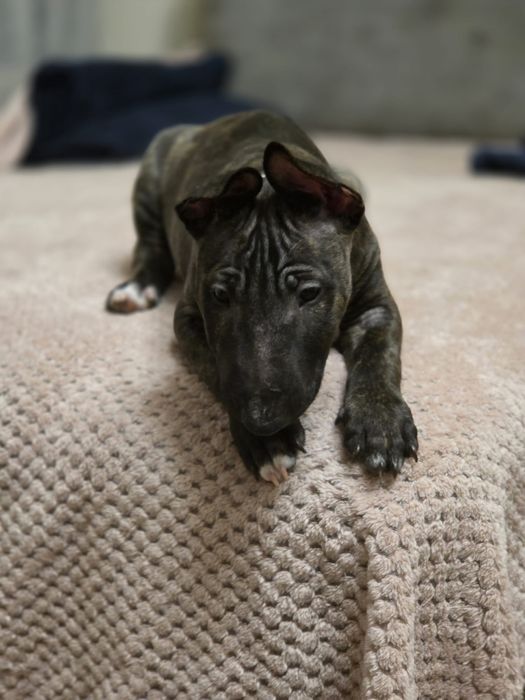 Bulterier miniaturowy szczenię